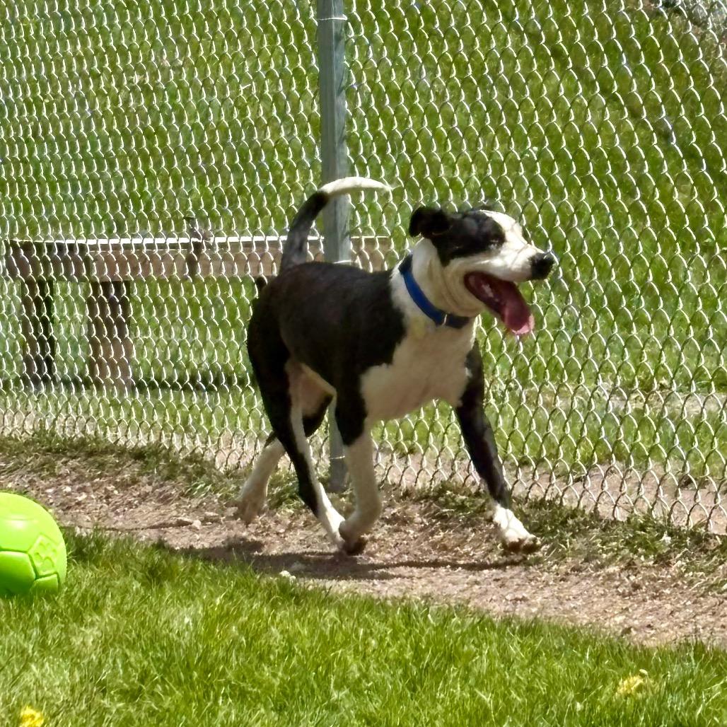 Salem, a Adoptable mixed breed in Metamora, MI image 3/6