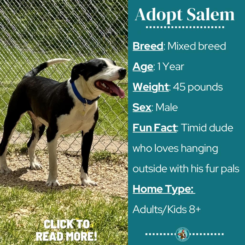 Salem, a Adoptable mixed breed in Metamora, MI image 4/6