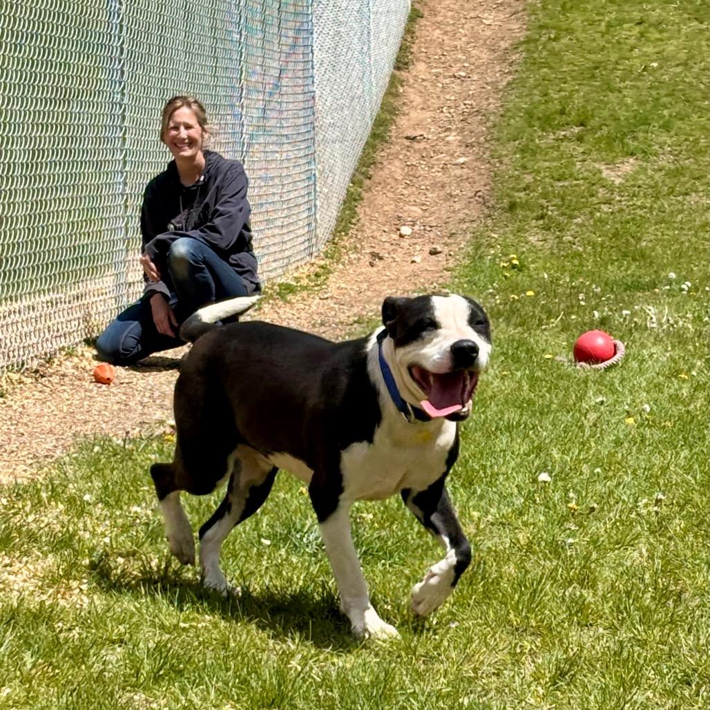 Salem, a Adoptable mixed breed in Metamora, MI image 5/6