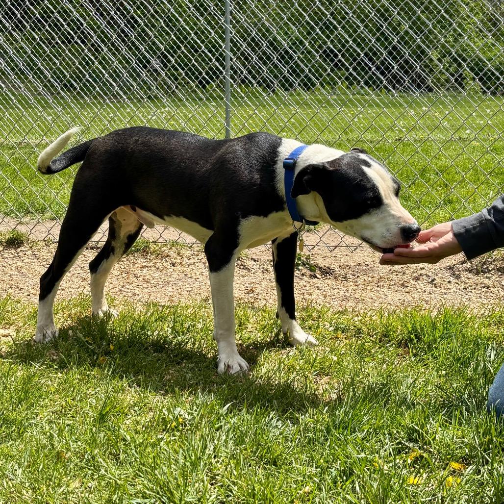 Salem, a Adoptable mixed breed in Metamora, MI image 6/6