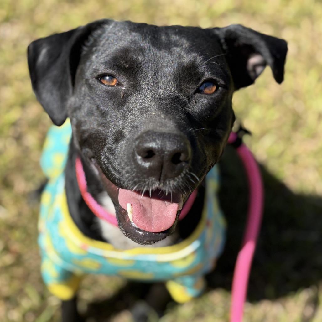Tia (waiting for over a year), Adoptable, Adult Female Black Labrador Retriever.