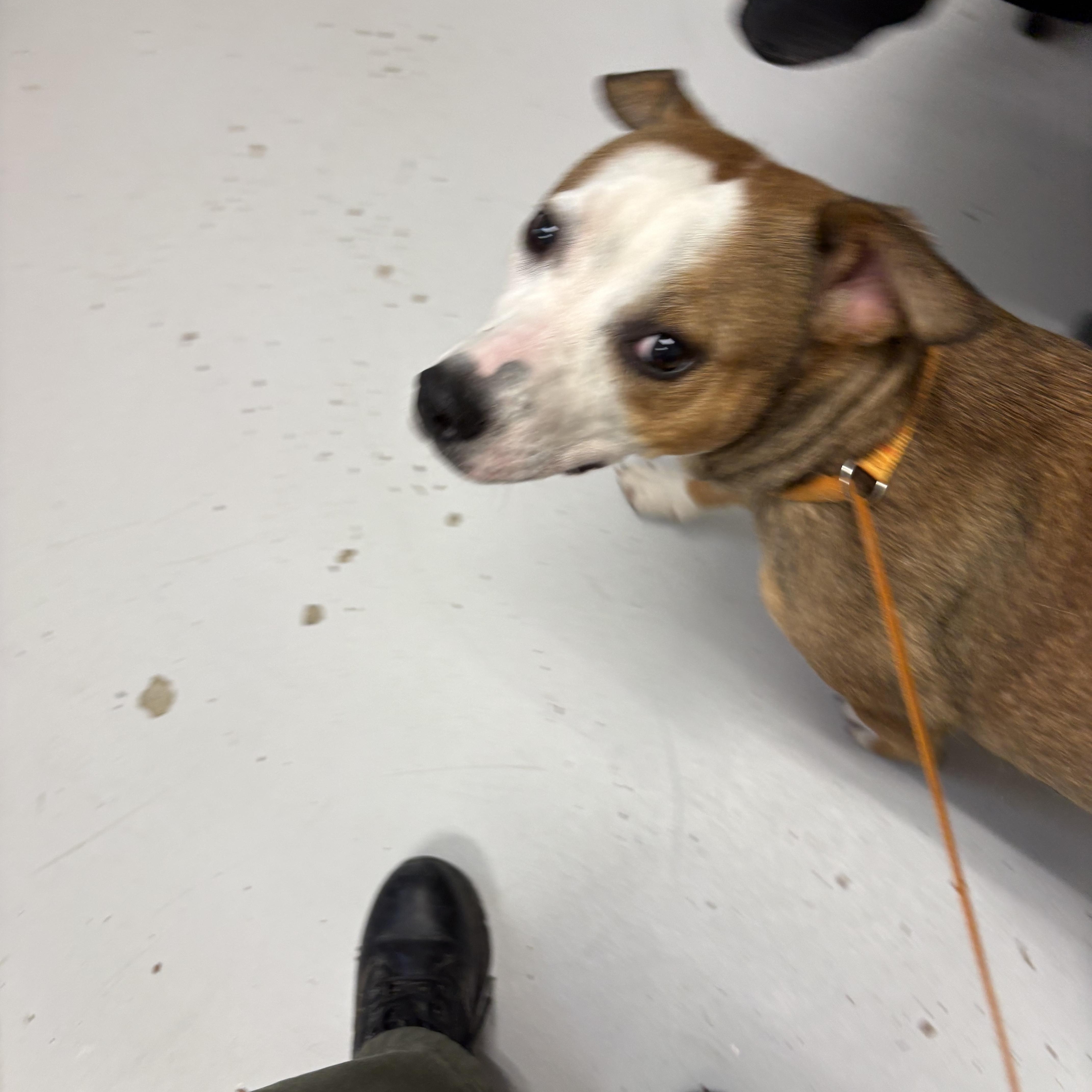 Pippin, adoptable, Young Female Pit Bull Terrier & Jack Russell Terrier.