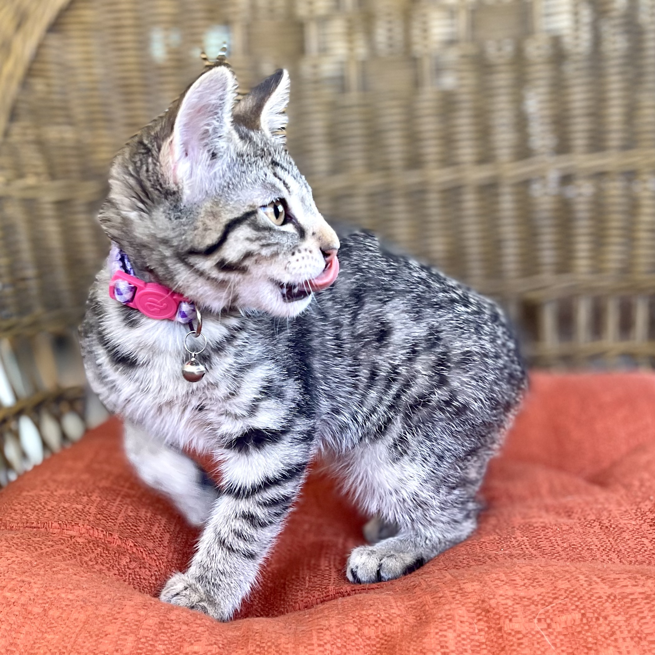 LAURIE, a Adopted mixed breed in Ontario, CA image 2/5