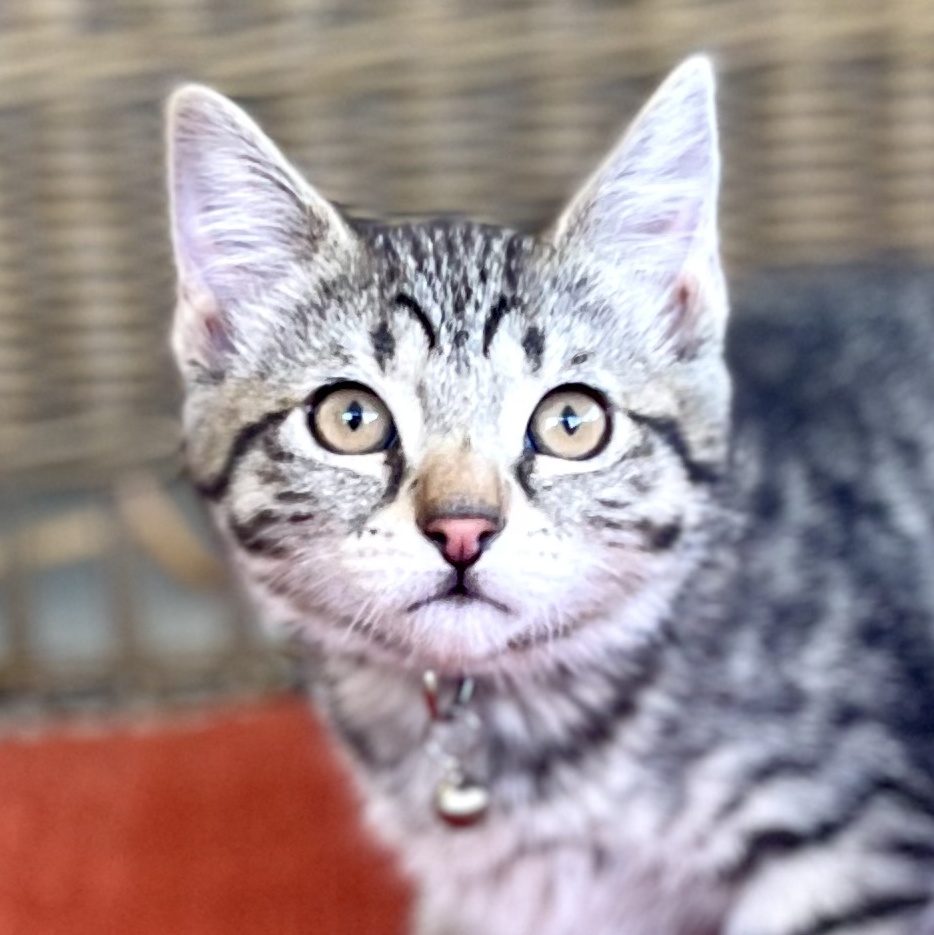 LAURIE, a Adopted mixed breed in Ontario, CA image 1/5