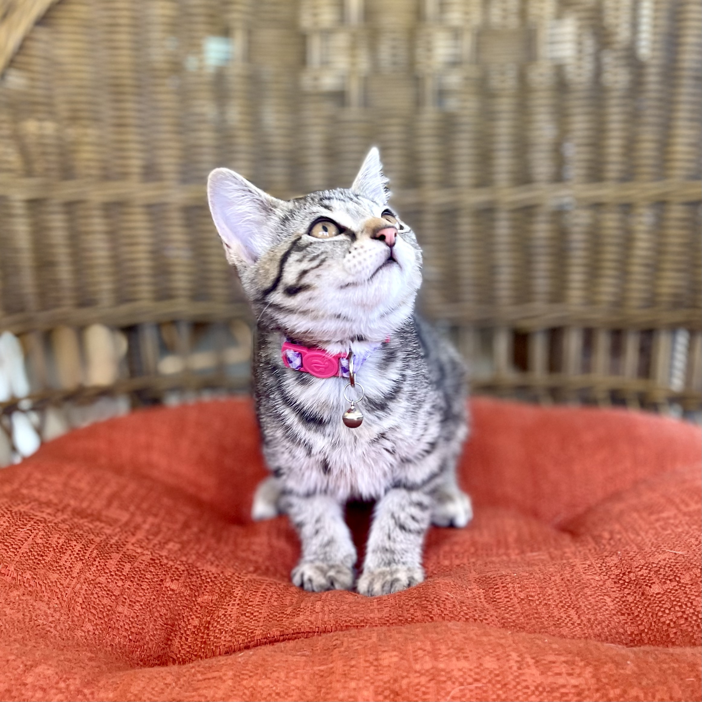 LAURIE, a Adopted mixed breed in Ontario, CA image 3/5