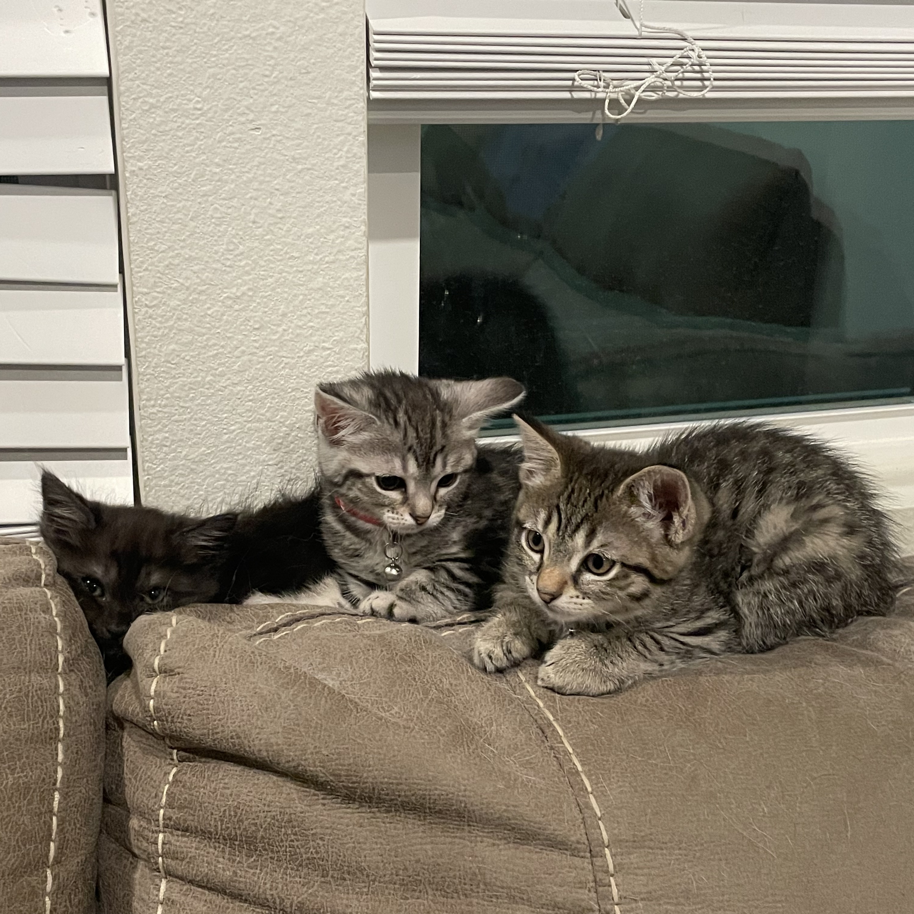 LAURIE, a Adopted mixed breed in Ontario, CA image 5/5