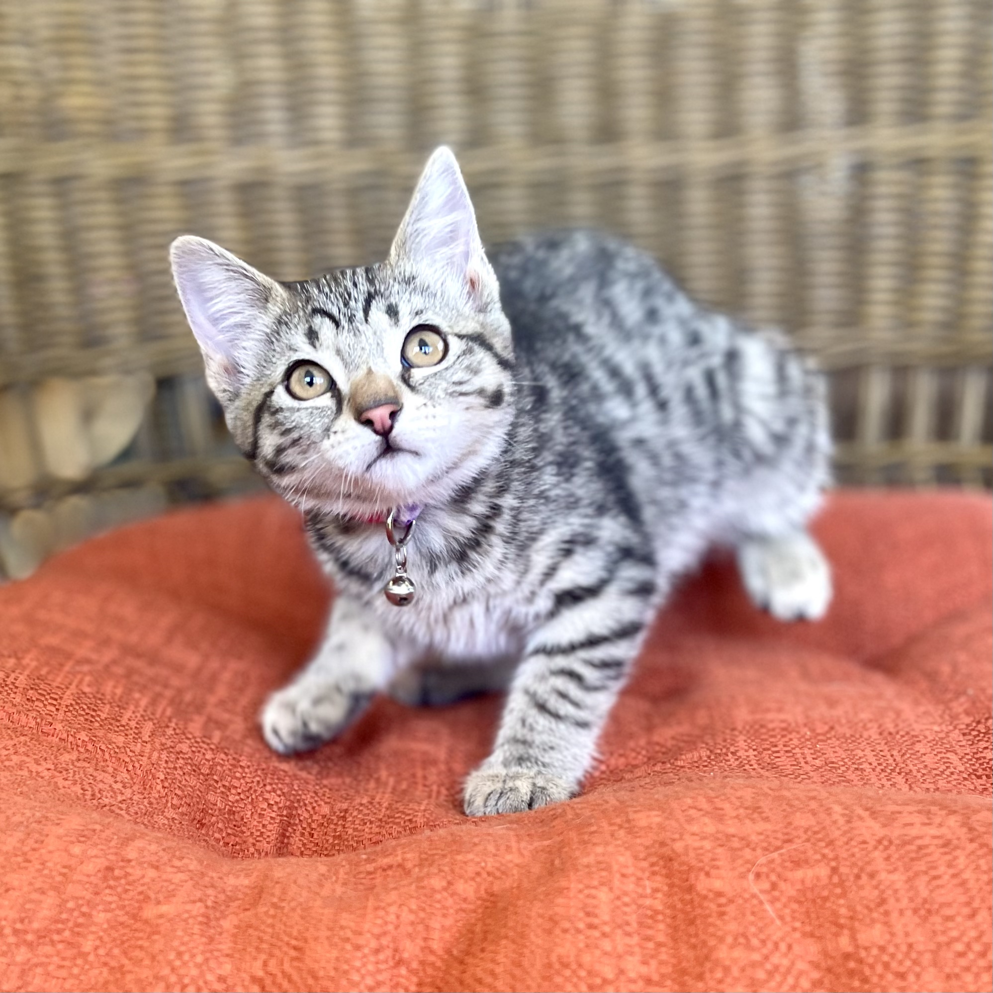 LAURIE, a Adopted mixed breed in Ontario, CA image 4/5