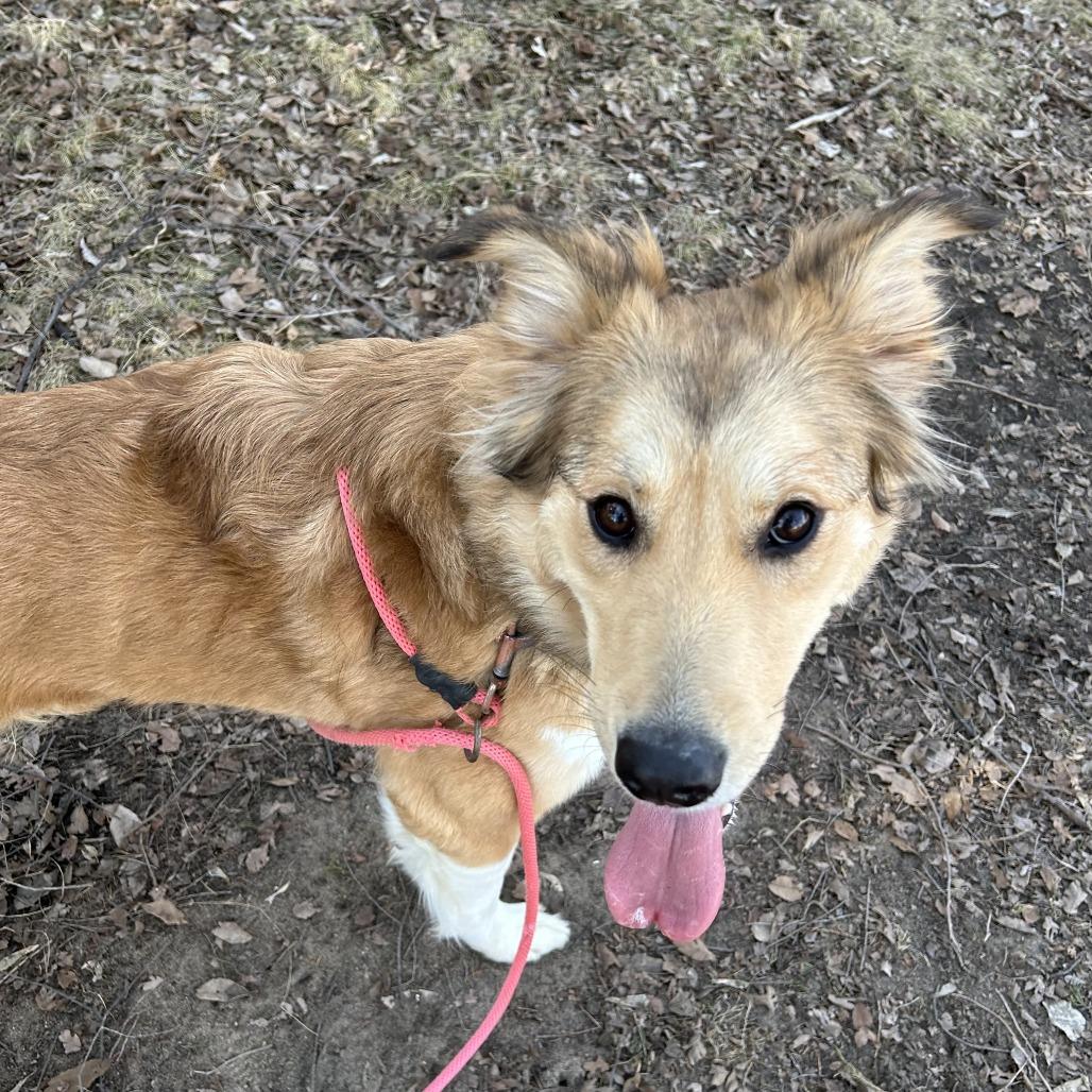 Sadie, Adoptable, Young Female Mixed Breed.