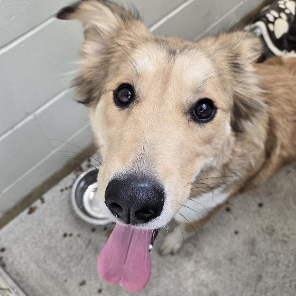 Enlarge Sadie, a Adoptable Mixed Breed in Saint Cloud, MN image 2/3