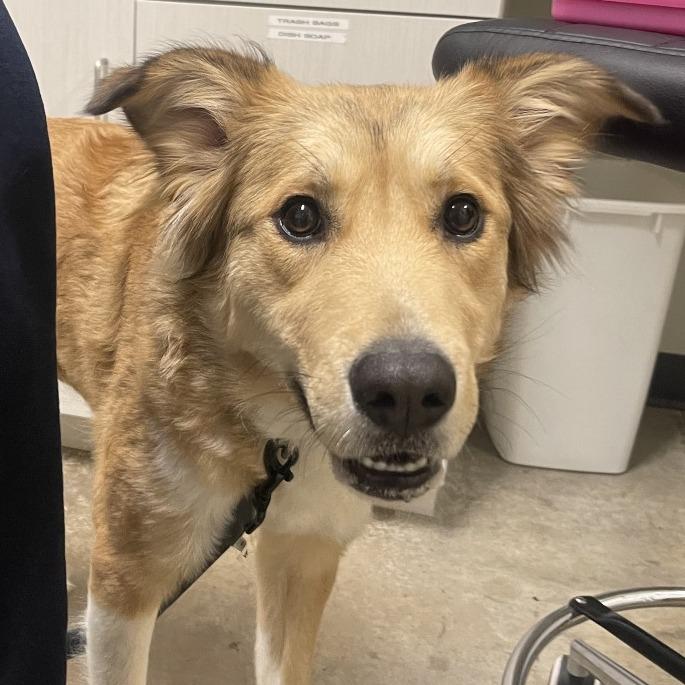 Enlarge Sadie, a Adoptable Mixed Breed in Saint Cloud, MN image 3/3