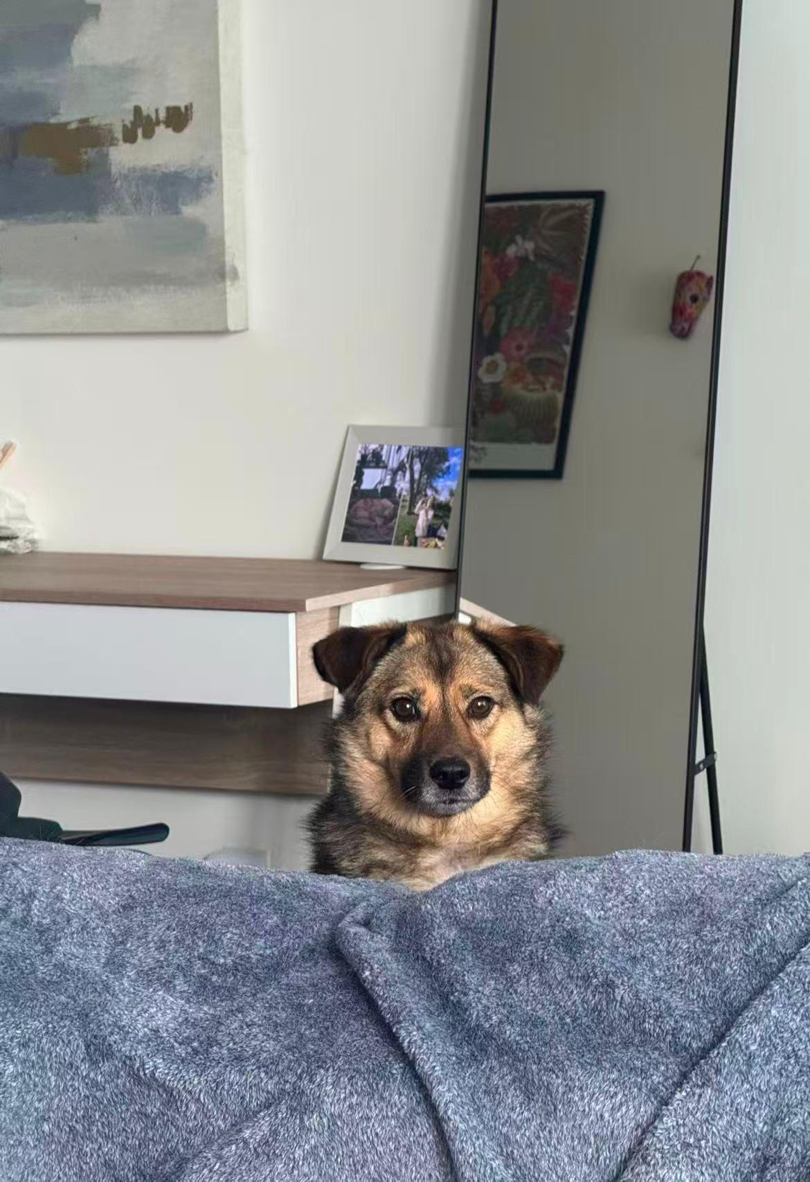 Enlarge Willow, a ADOPTABLE Mixed Breed in Markham, ON image 1/4