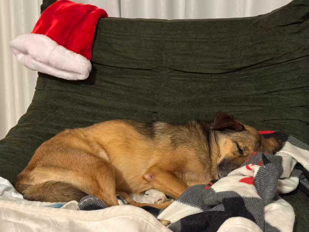 Enlarge Willow, a ADOPTABLE Mixed Breed in Markham, ON image 3/4