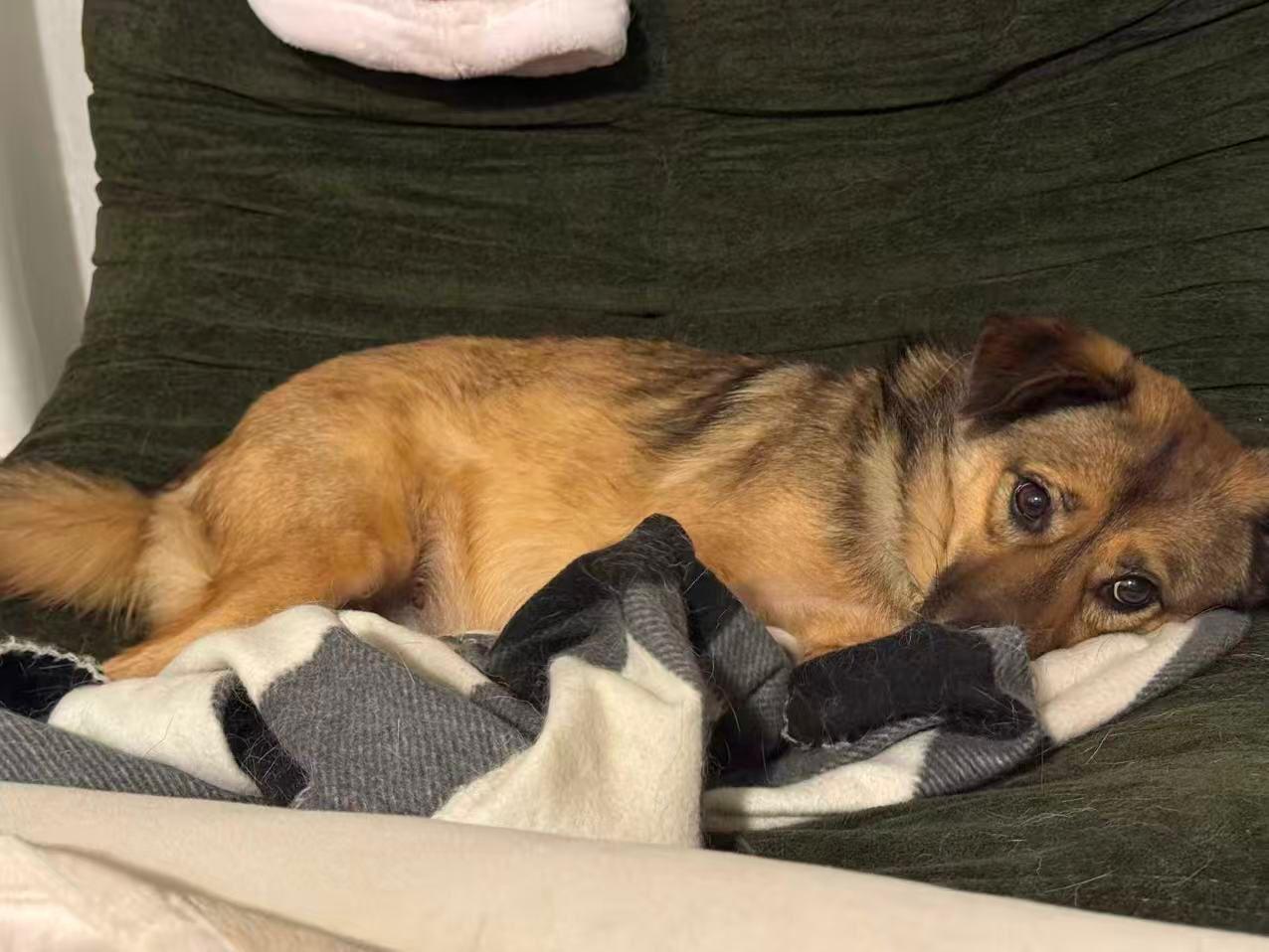 Enlarge Willow, a ADOPTABLE Mixed Breed in Markham, ON image 4/4