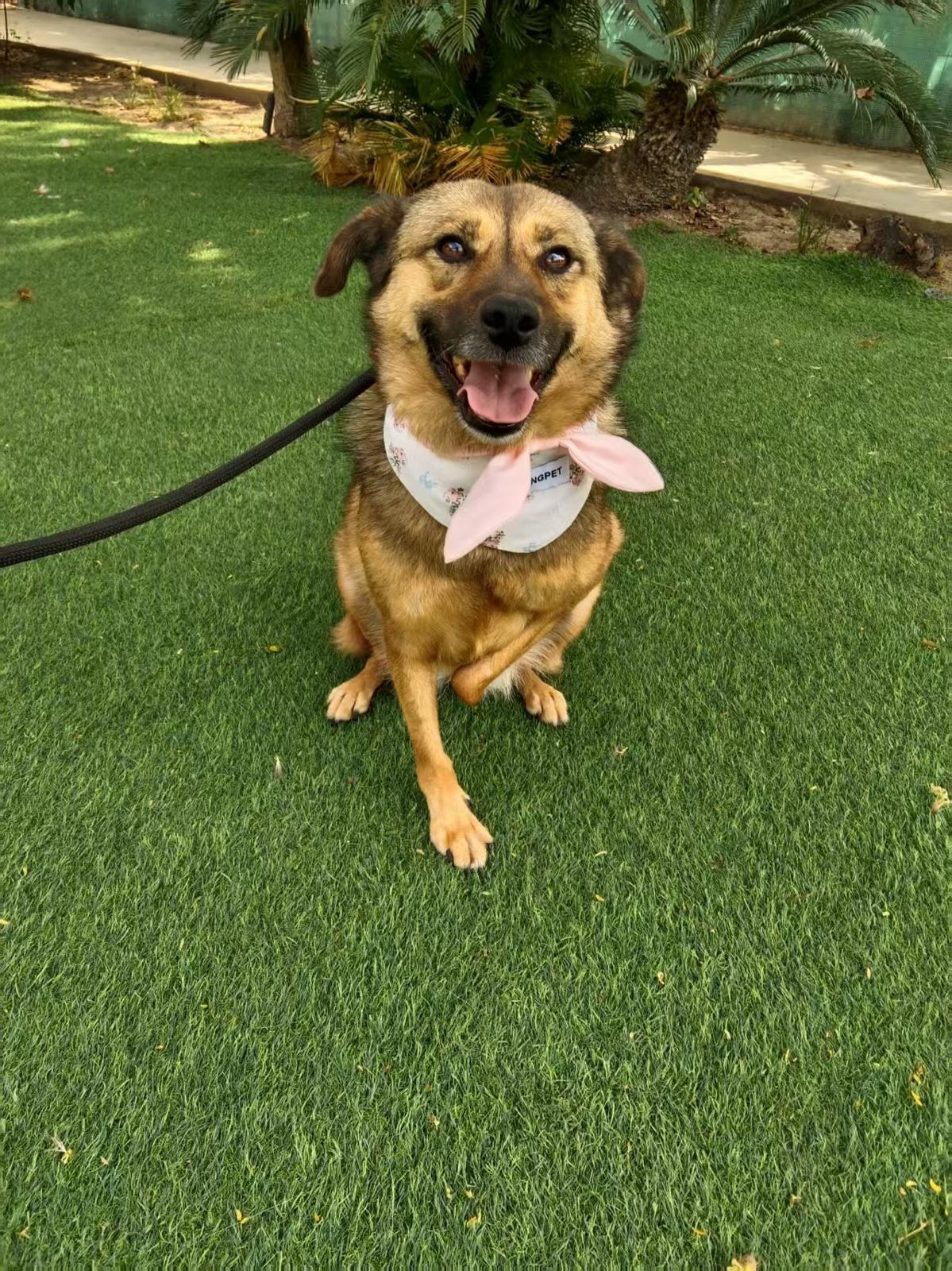 Enlarge Sunny, a ADOPTABLE Mixed Breed in Markham, ON image 1/1