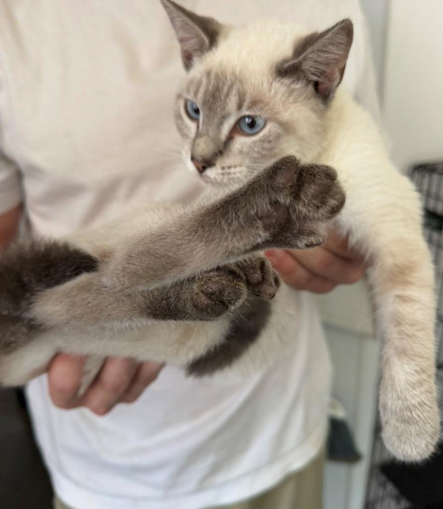 Enlarge Smokey, a Adoptable mixed breed in Louisville, IL image 1/1