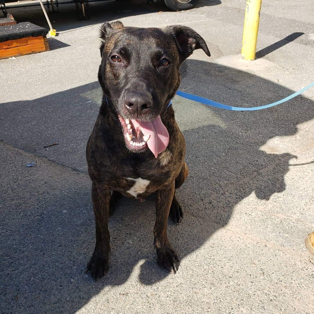 Harley, a Adoptable mixed breed image 1/11