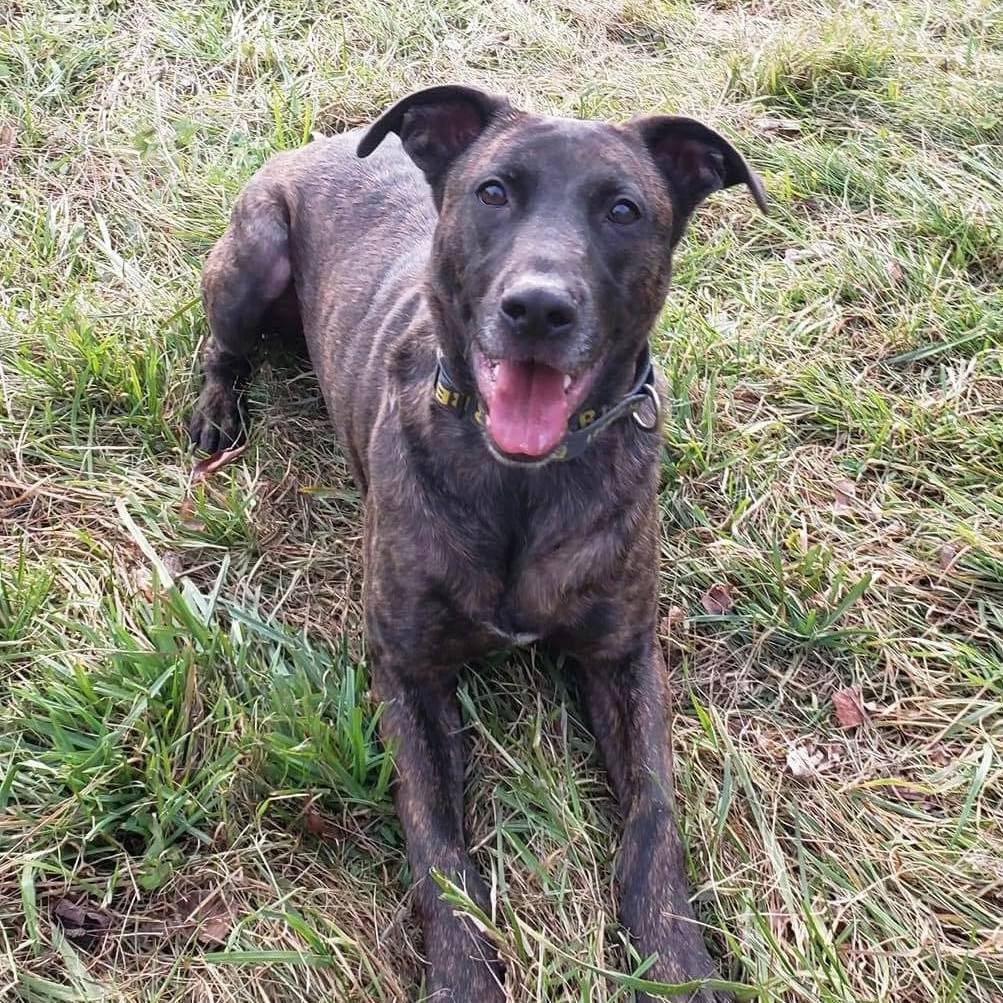 Harley, a Adoptable mixed breed image 3/11