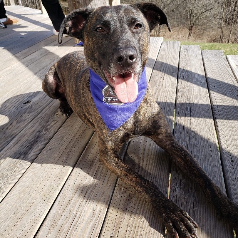 Harley, a Adoptable mixed breed image 4/11