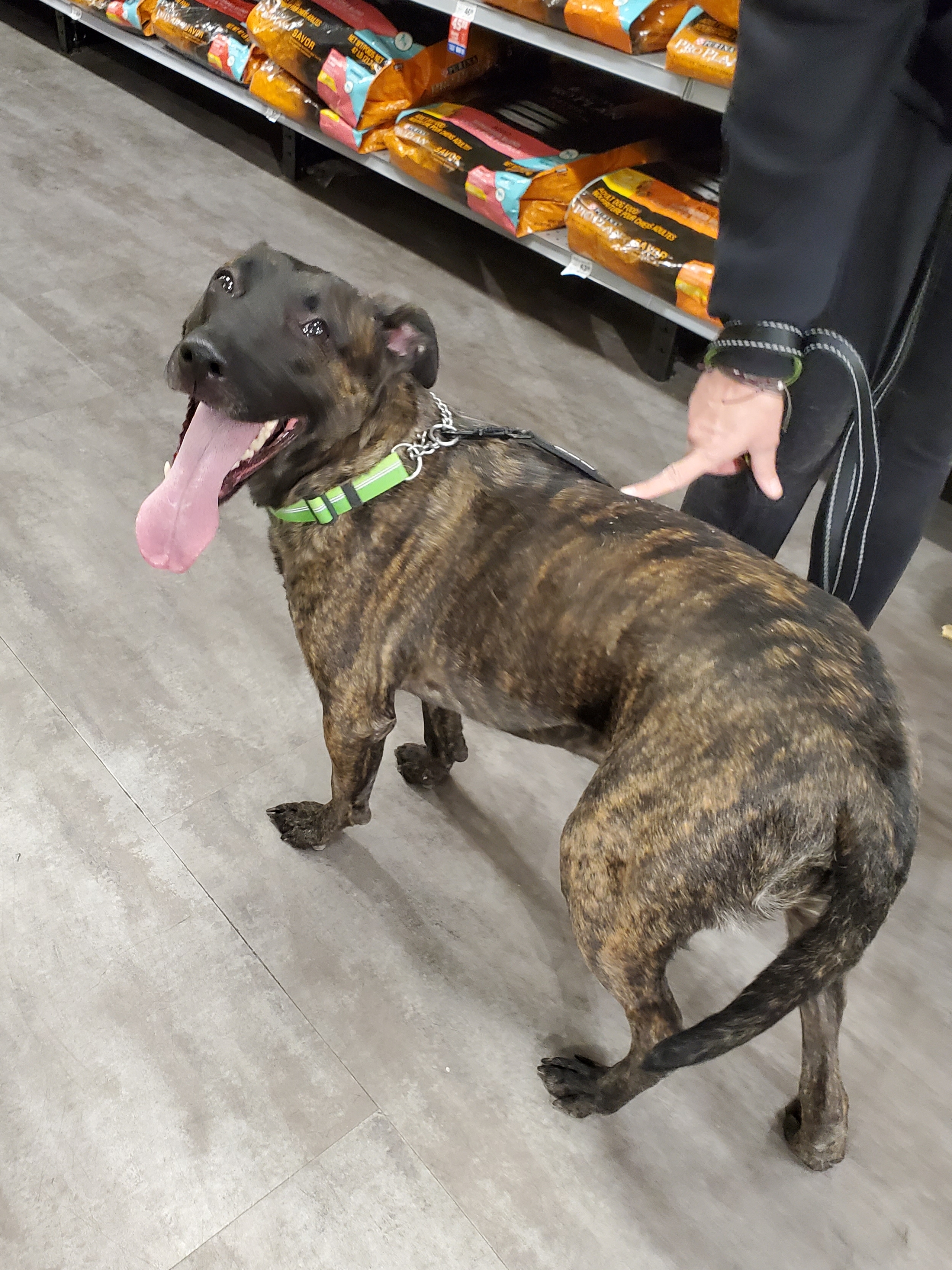 Harley, a Adoptable mixed breed image 5/11