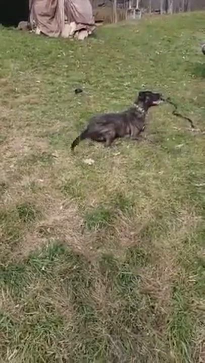 Enlarge Harley, a Adoptable mixed breed video 11/11