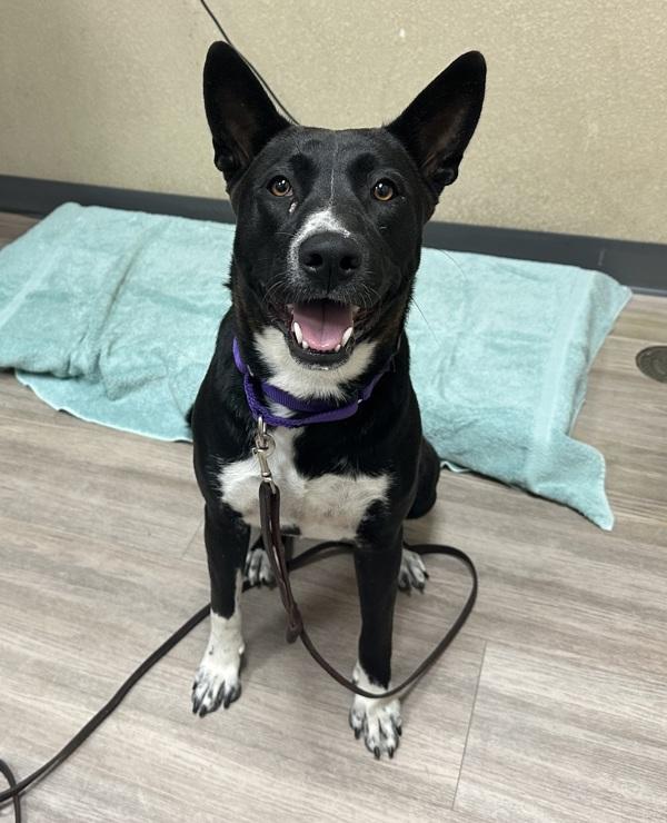 Gigi, Adoptable, Adult Female Shepherd.