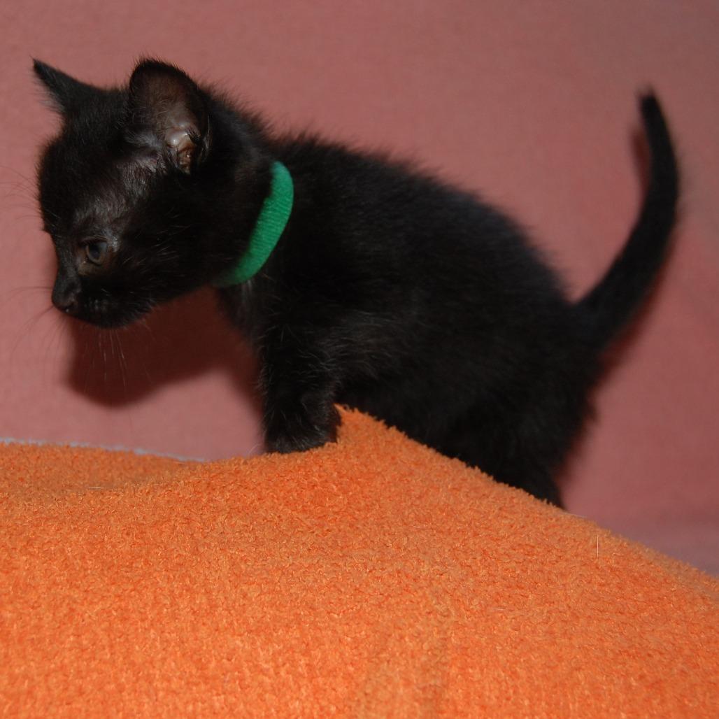 Bud (BFF046), Adoptable, Young Male Domestic Short Hair.