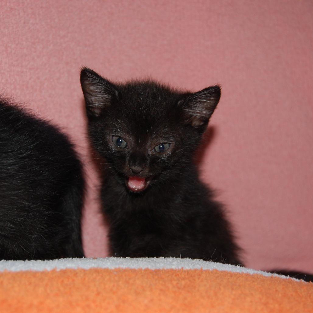 Enlarge Bud (BFF046), a Adoptable Domestic Short Hair in Charlotte, NC image 2/3