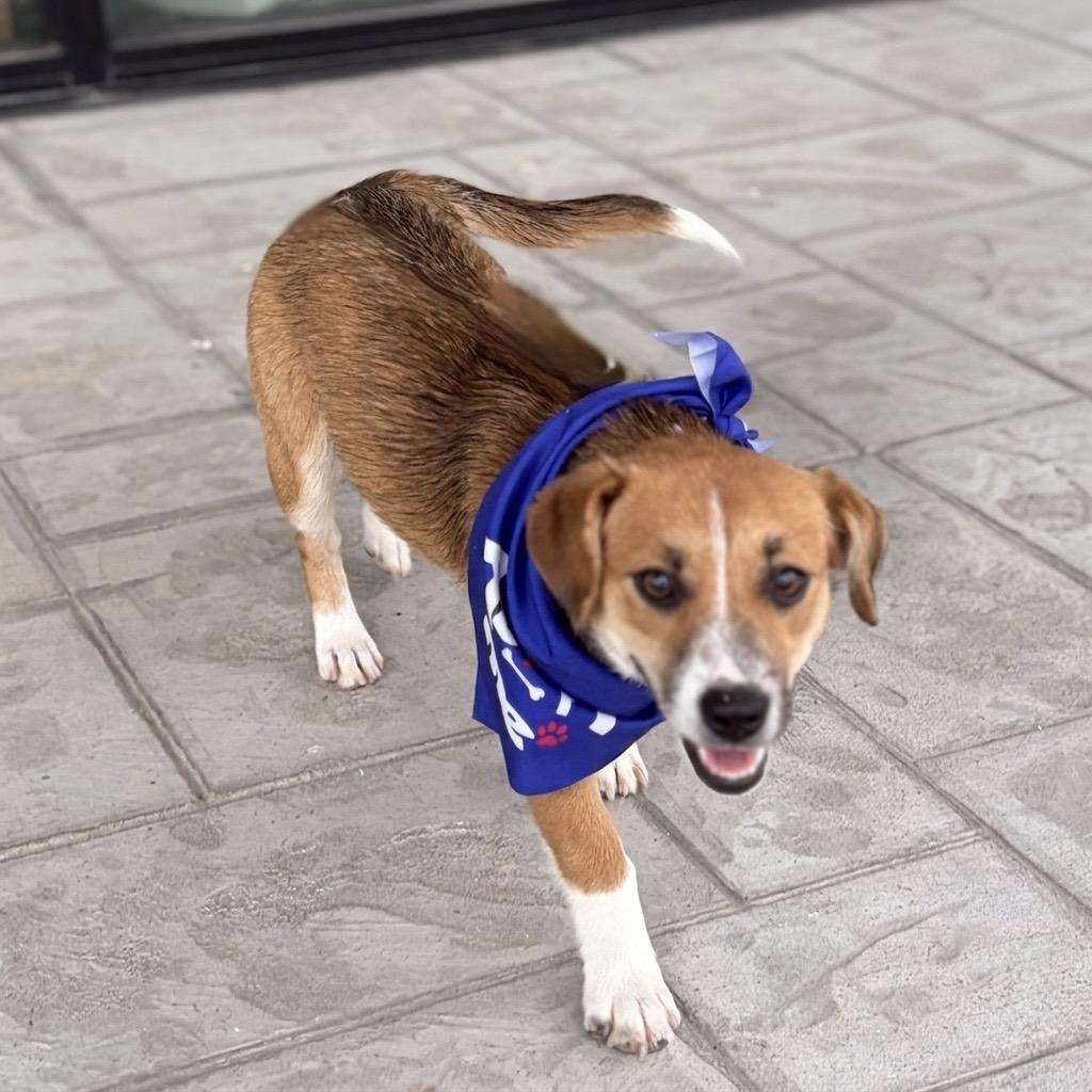 Tootie 26-04-133, Adoptable, Young Female Cardigan Welsh Corgi & Mixed Breed.