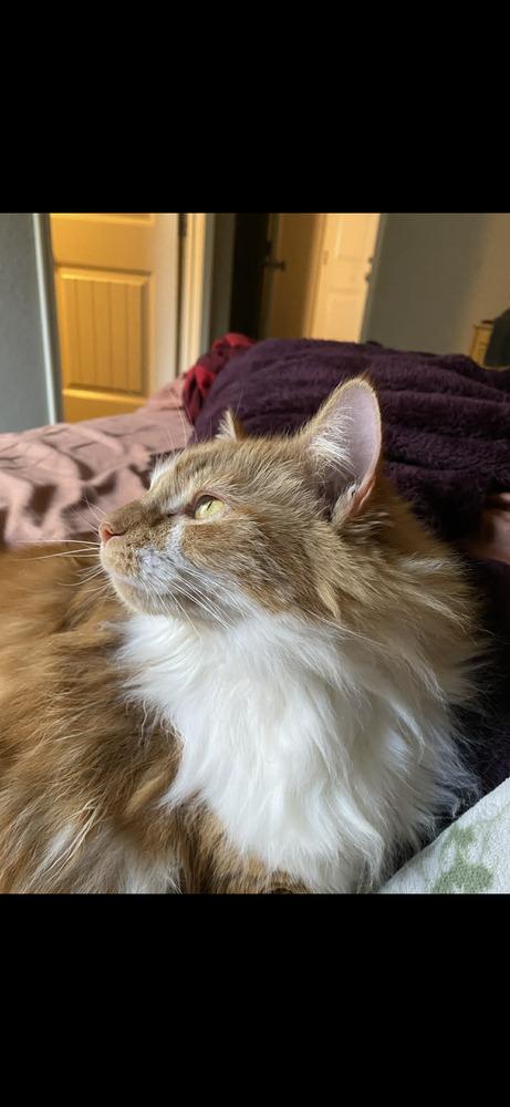 Clementine, Adoptable, Adult Female Domestic Long Hair.
