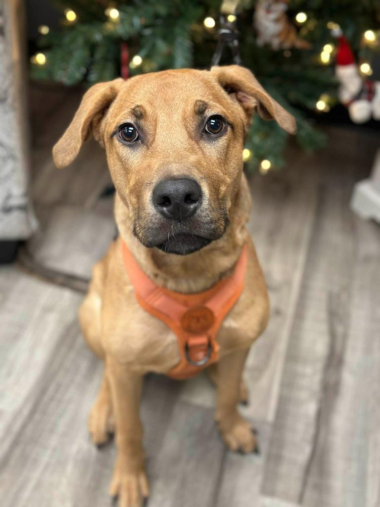 Phoebe - Foster to Adopt, Adoptable, Young Female Pit Bull Terrier & Anatolian Shepherd.