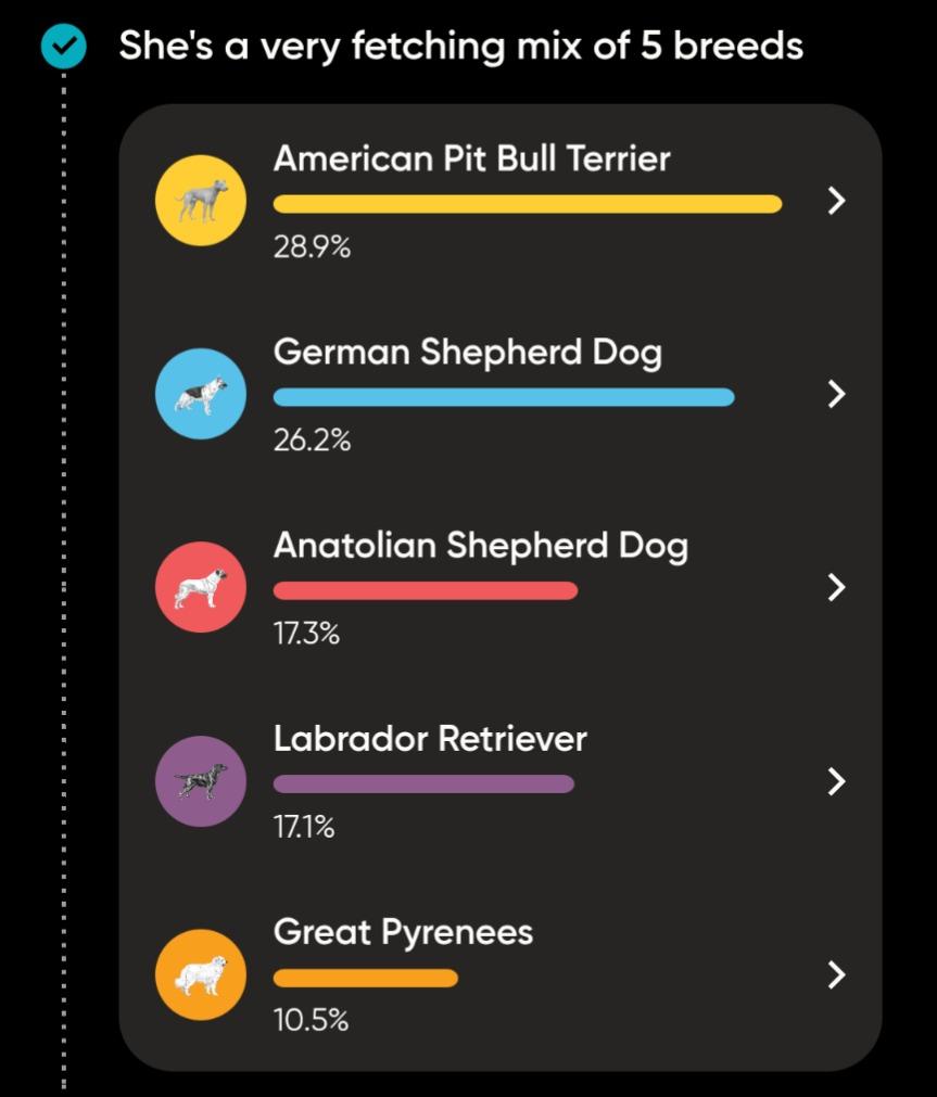 Phoebe - Foster to Adopt, Adoptable, Young Female Pit Bull Terrier & Anatolian Shepherd.