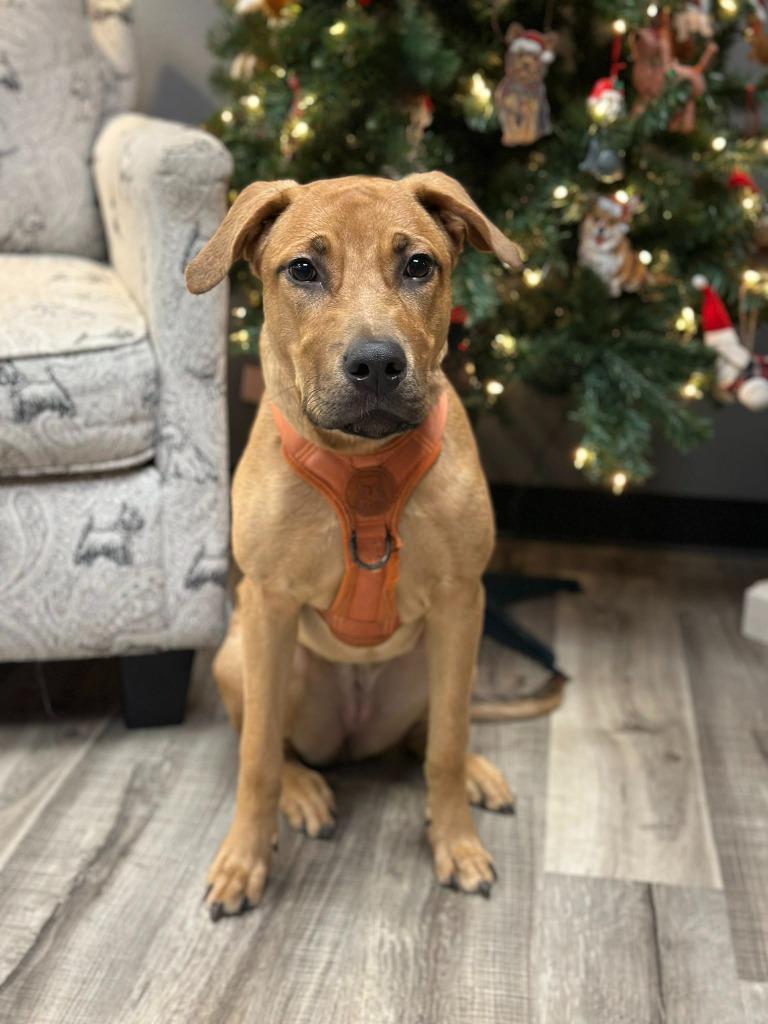 Enlarge Phoebe - Foster to Adopt, a Adoptable mixed breed in Savage, MN image 2/3