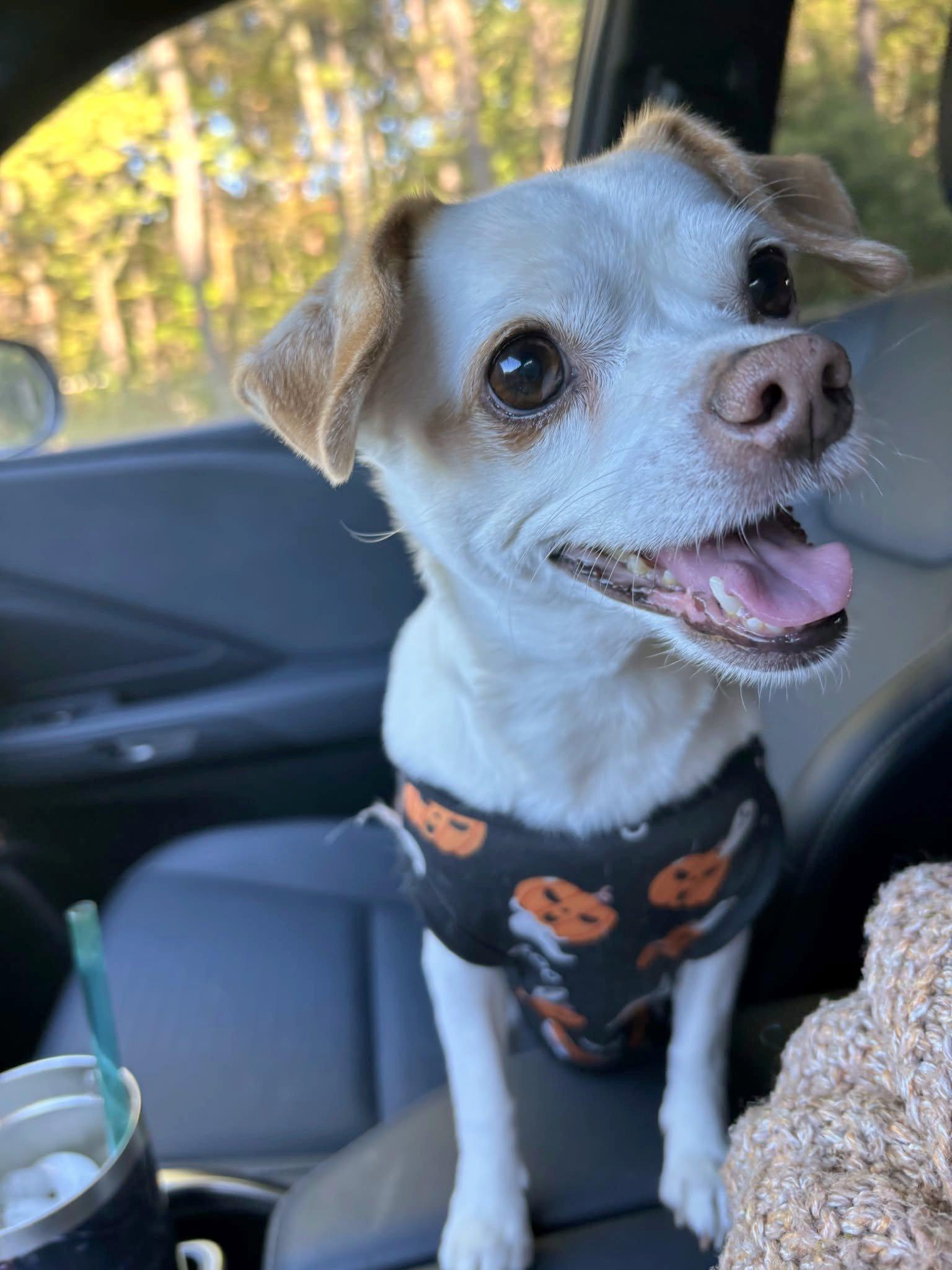 Little Bit, Adoptable, Adult Female Chihuahua.