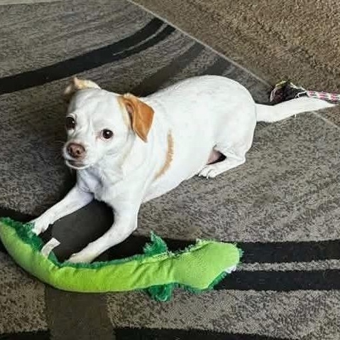 Little Bit, Adoptable, Adult Female Chihuahua.