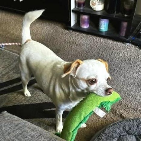 Enlarge Little Bit, a Adoptable Chihuahua in Helena, AL image 4/4
