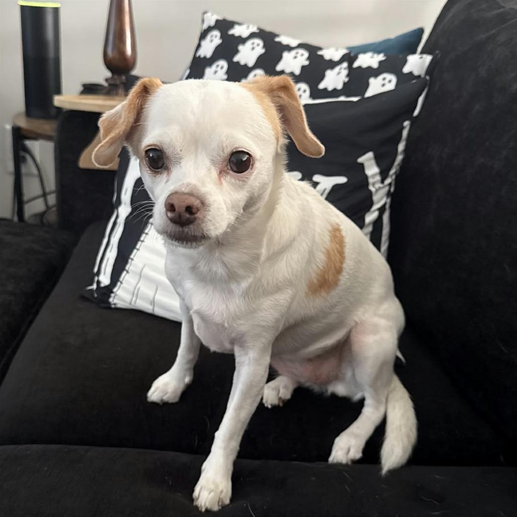 Enlarge Little Bit, a Adoptable Chihuahua in Helena, AL image 2/4