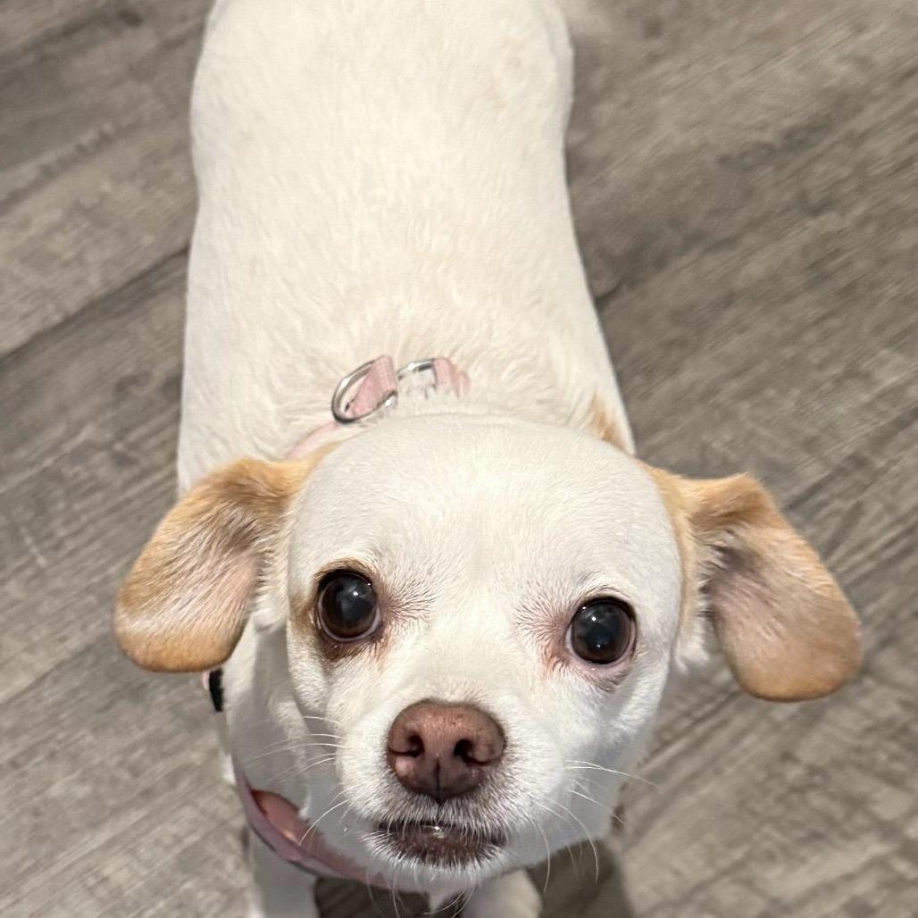 Enlarge Little Bit, a Adoptable Chihuahua in Helena, AL image 3/4
