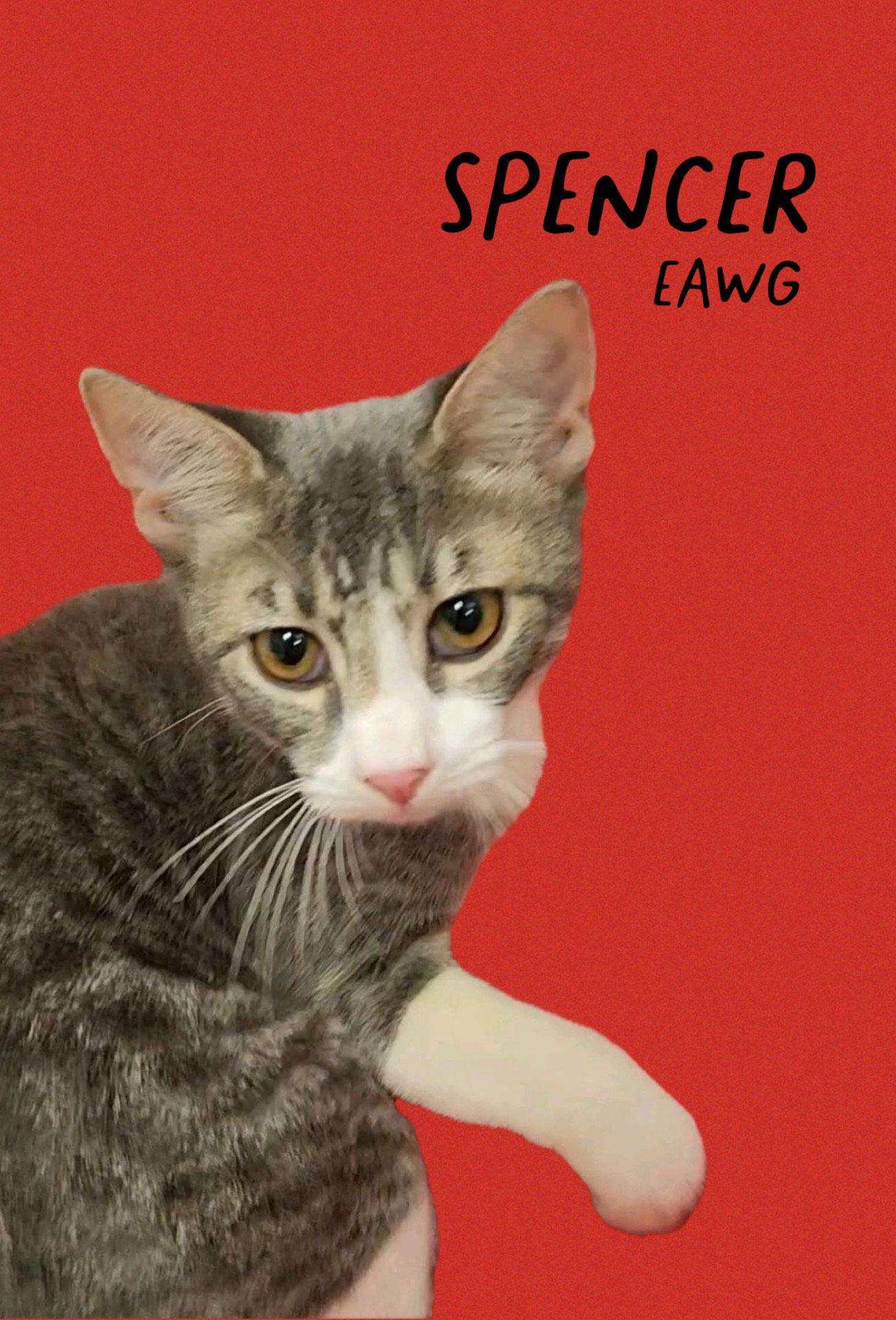 Spencer, Adoptable, Young Male American Shorthair & Tabby.