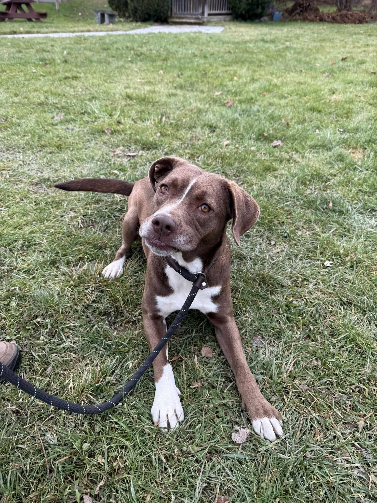 Enlarge Bonita, an adopted mixed breed in Delhi, NY image 1/4