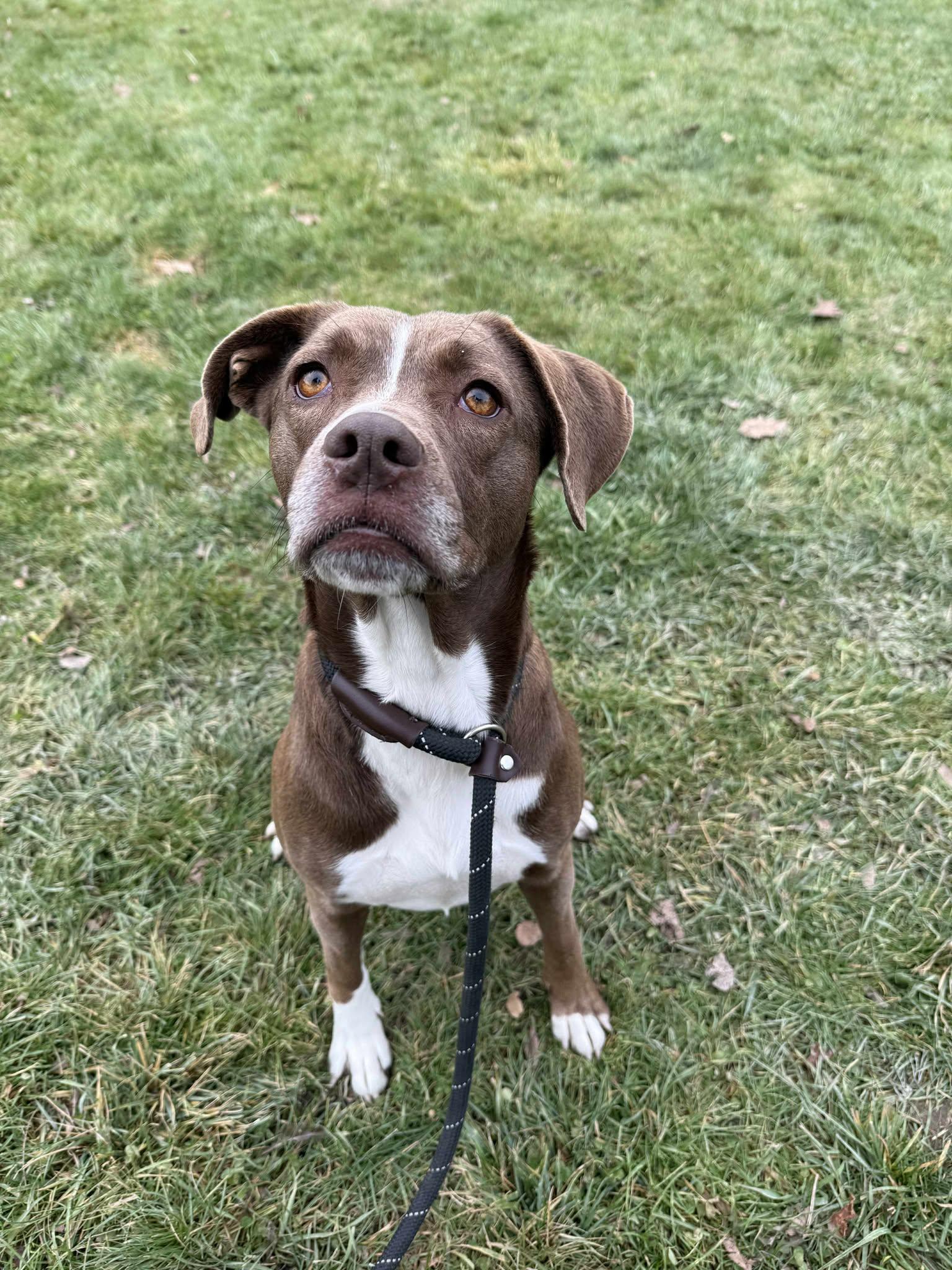 Enlarge Bonita, an adopted mixed breed in Delhi, NY image 2/4