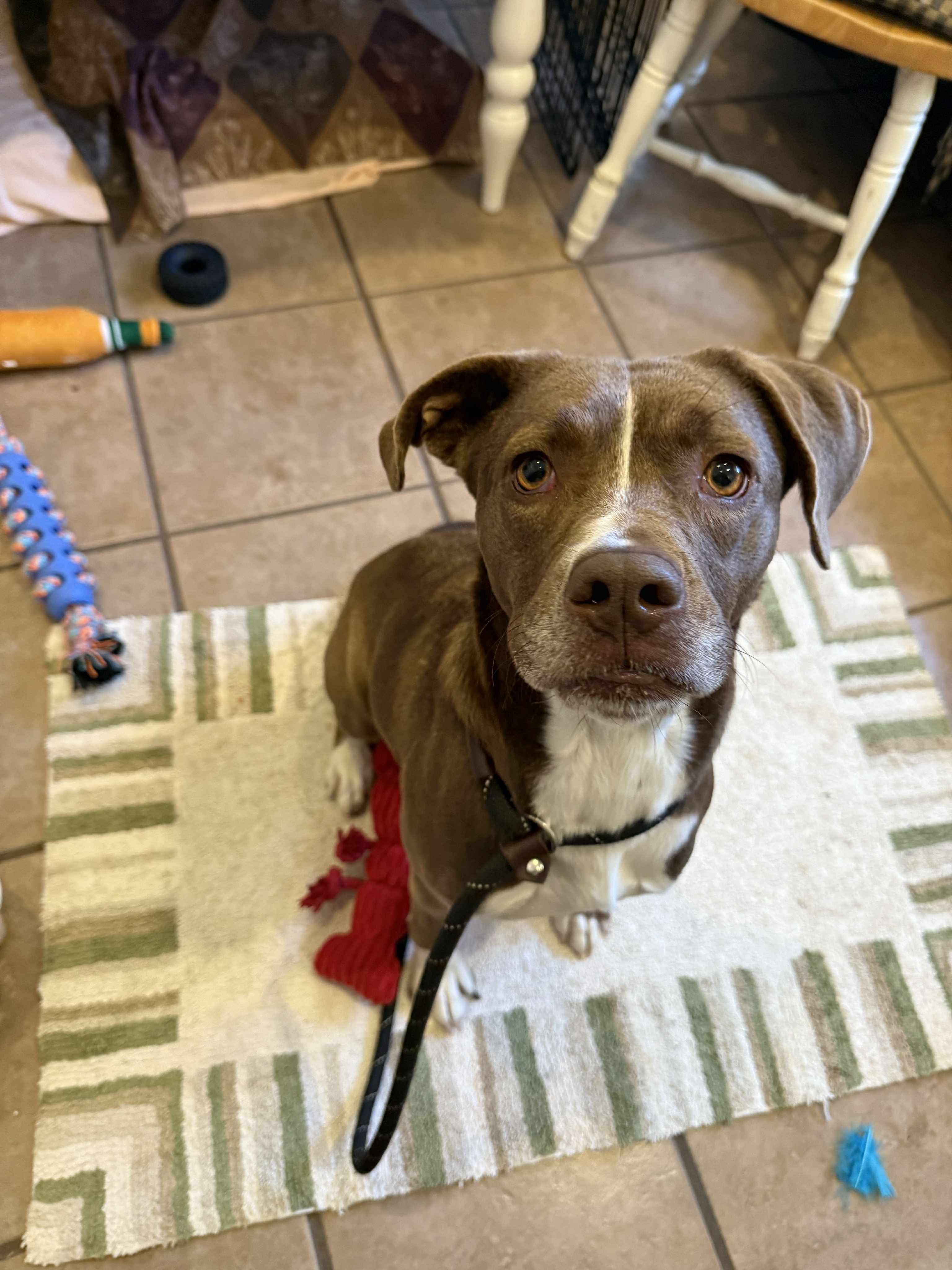 Enlarge Bonita, an adopted mixed breed in Delhi, NY image 3/4