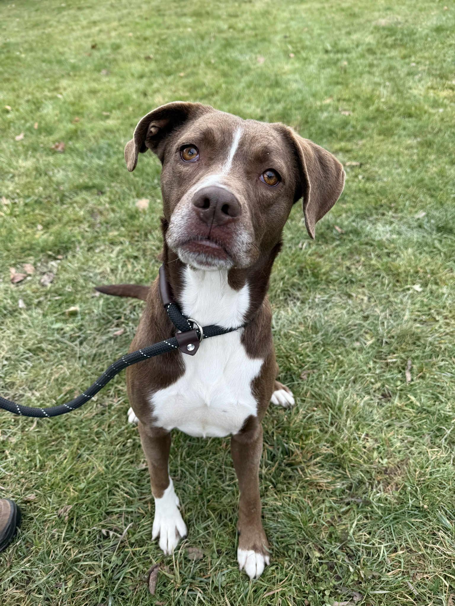 Enlarge Bonita, an adopted mixed breed in Delhi, NY image 4/4