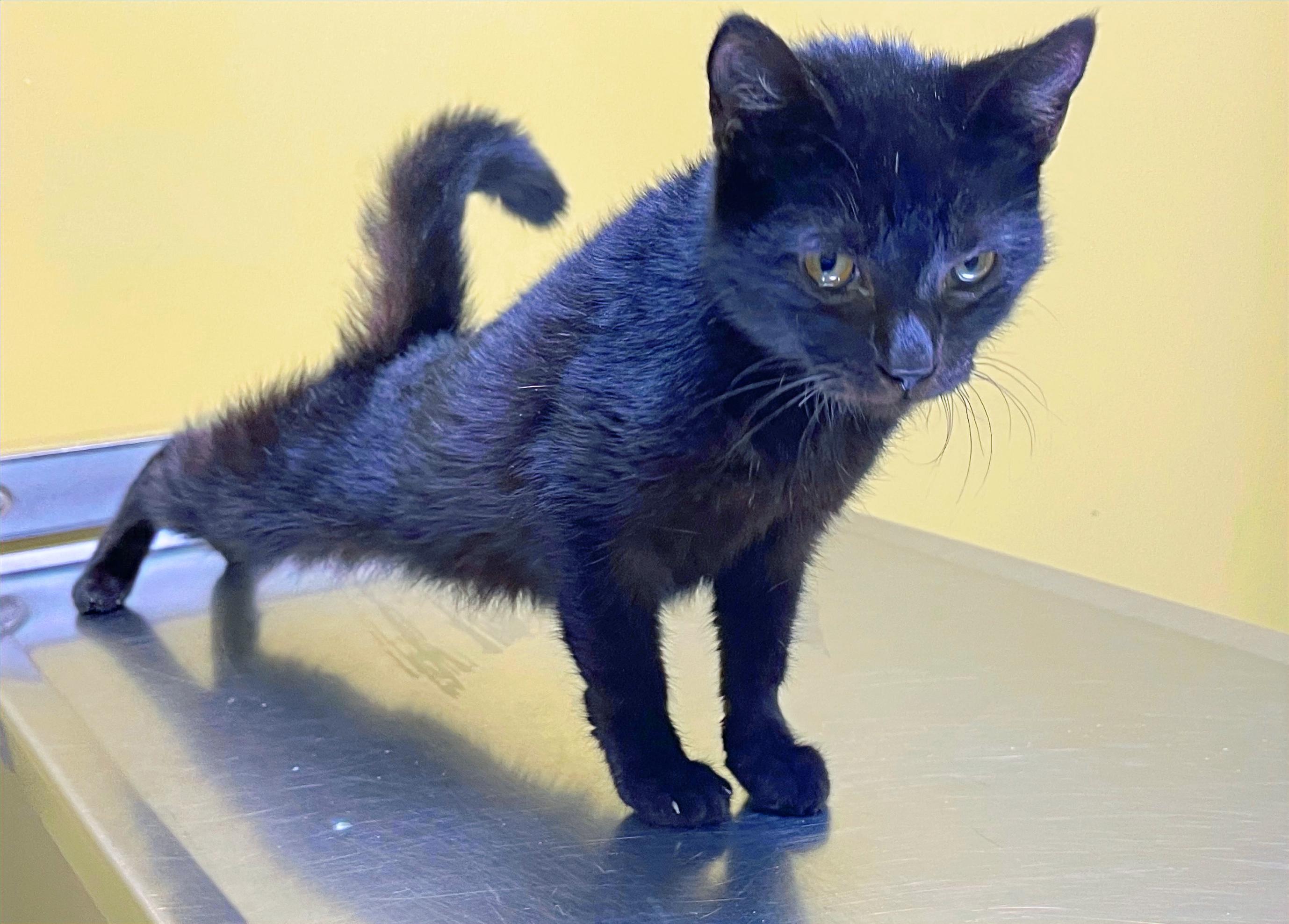 Peaches, Adoptable, Adult Female Domestic Short Hair.