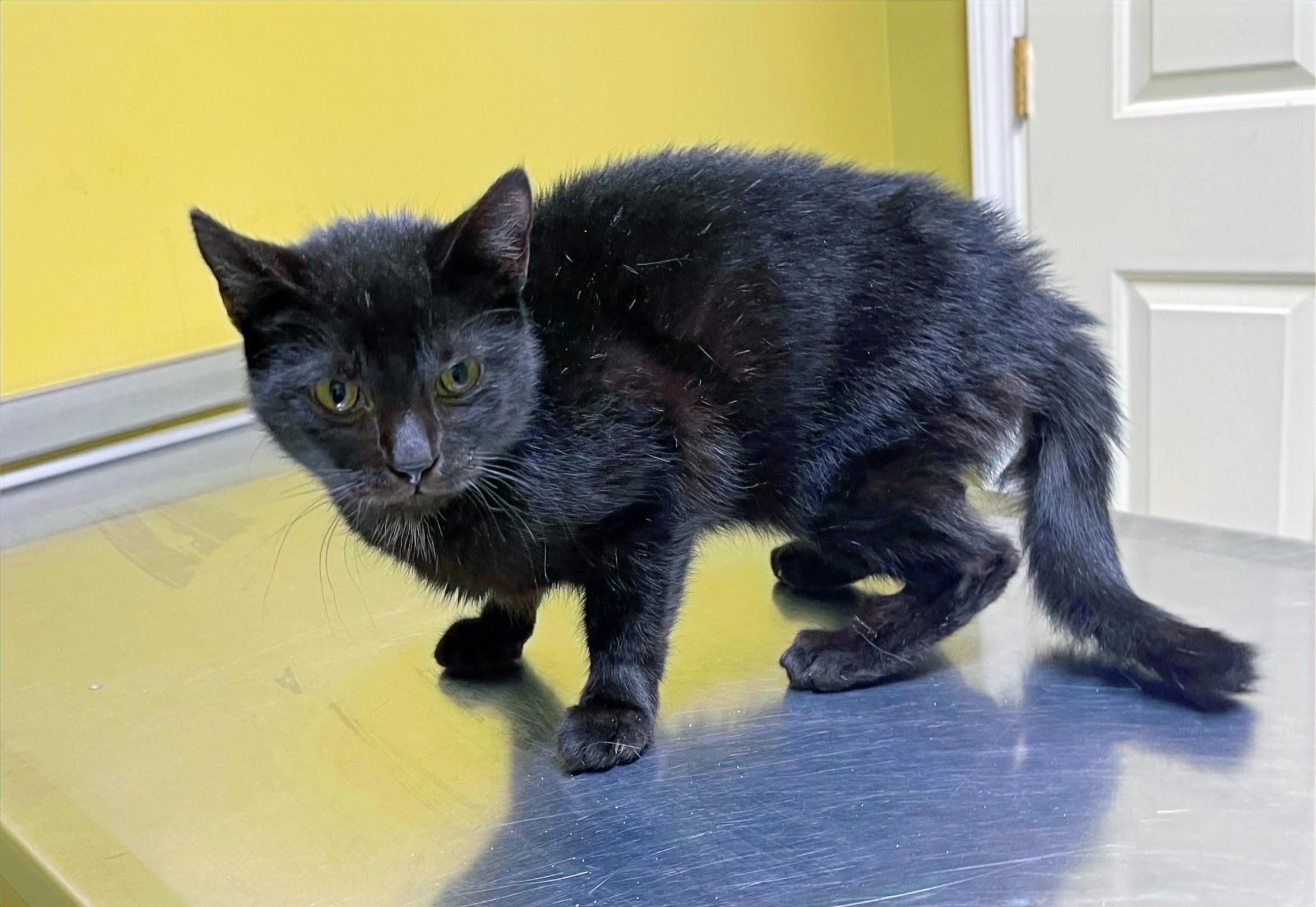 Peaches, Adoptable, Adult Female Domestic Short Hair.