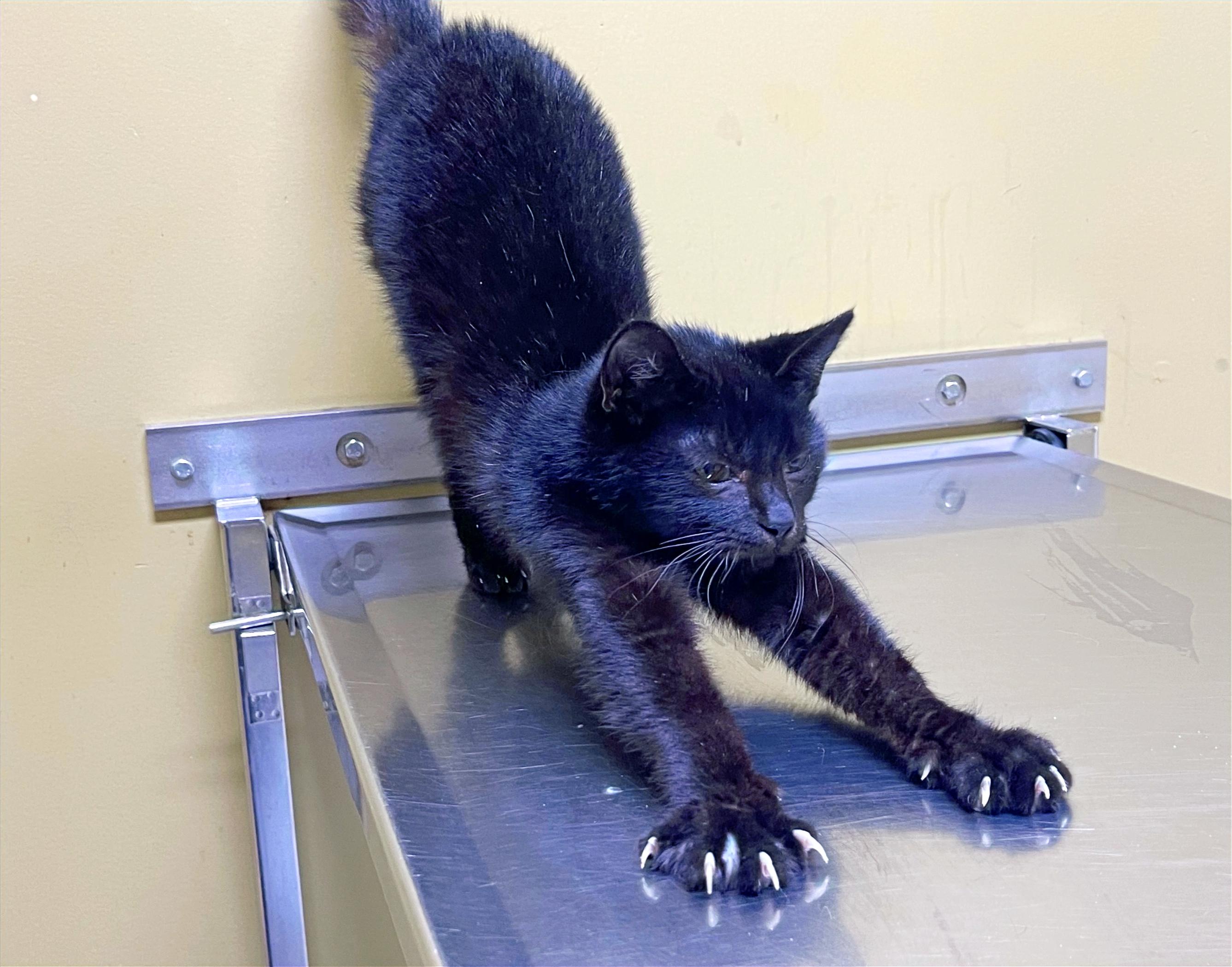 Peaches, a Adoptable Domestic Short Hair in Columbia, KY image 3/4