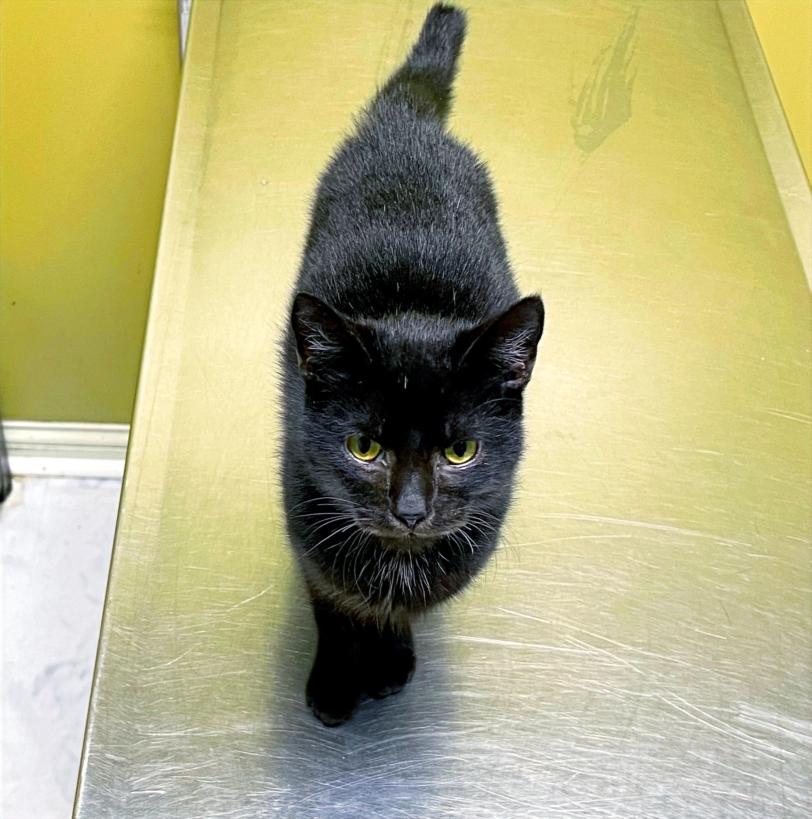 Peaches, a Adoptable Domestic Short Hair in Columbia, KY image 4/4