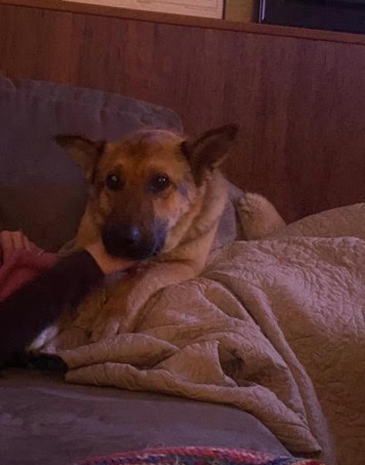 Enlarge Sandy, an adopted mixed breed in Calgary, AB image 4/5