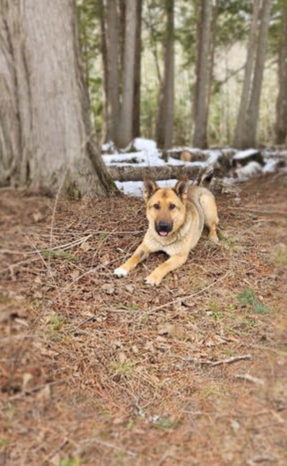 Enlarge Sandy, an adopted mixed breed in Calgary, AB image 1/5