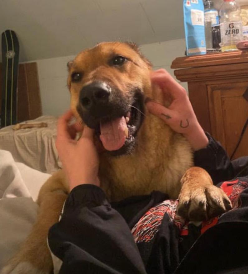 Enlarge Sandy, an adopted mixed breed in Calgary, AB image 5/5