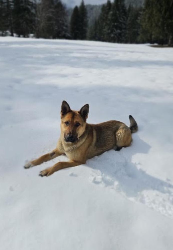 Enlarge Sandy, an adopted mixed breed in Calgary, AB image 2/5